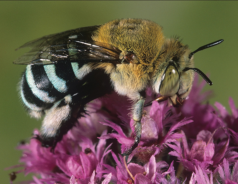 A Guide To Native Bees Of Australia Land For Wildlife