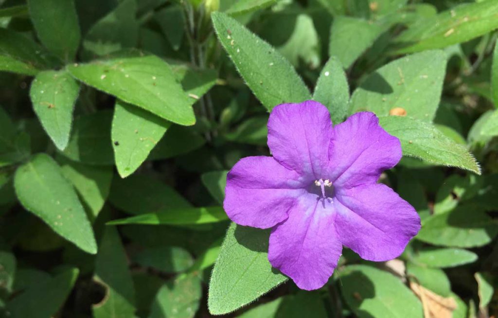 Ruellia-squarrosa_flower - Land for Wildlife