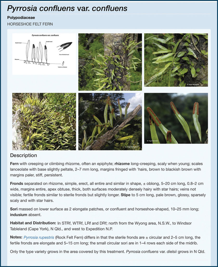 Rainforest plants of Australia - Land for Wildlife